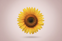 Minimalist premium product photo of a single sunflower bloom, isolated on a soft pastel pink background, diffused natural lighting, clean and elegant composition, high-quality macro photography, modern wellness aesthetic, centered flower with soft natural shadows, no text or packaging.
