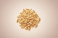 Minimalist premium product photo of oat grains, isolated on a soft pastel background (light pink or beige), diffused natural lighting, high-quality macro lens style, no shadows, clean composition, elegant aesthetic for wellness and supplement brand, same visual style as skincare or vitamin brands. Centered object, no text, no packaging, just the pure ingredient beautifully displayed.
